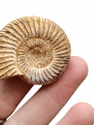 (Sandy) Ammonite Medium/Small size