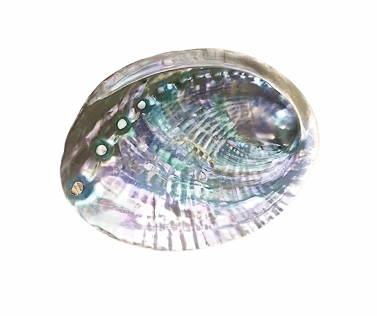 Abalone Shell