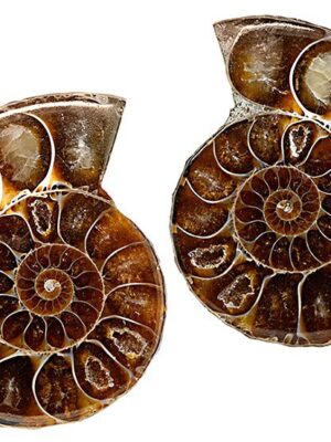 Ammonite half