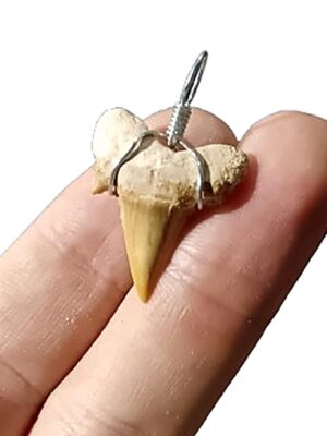 Shark tooth pendant