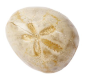 Fossilised Sea Urchin