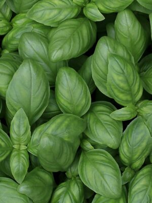 Potion Herb Bags · Basil
