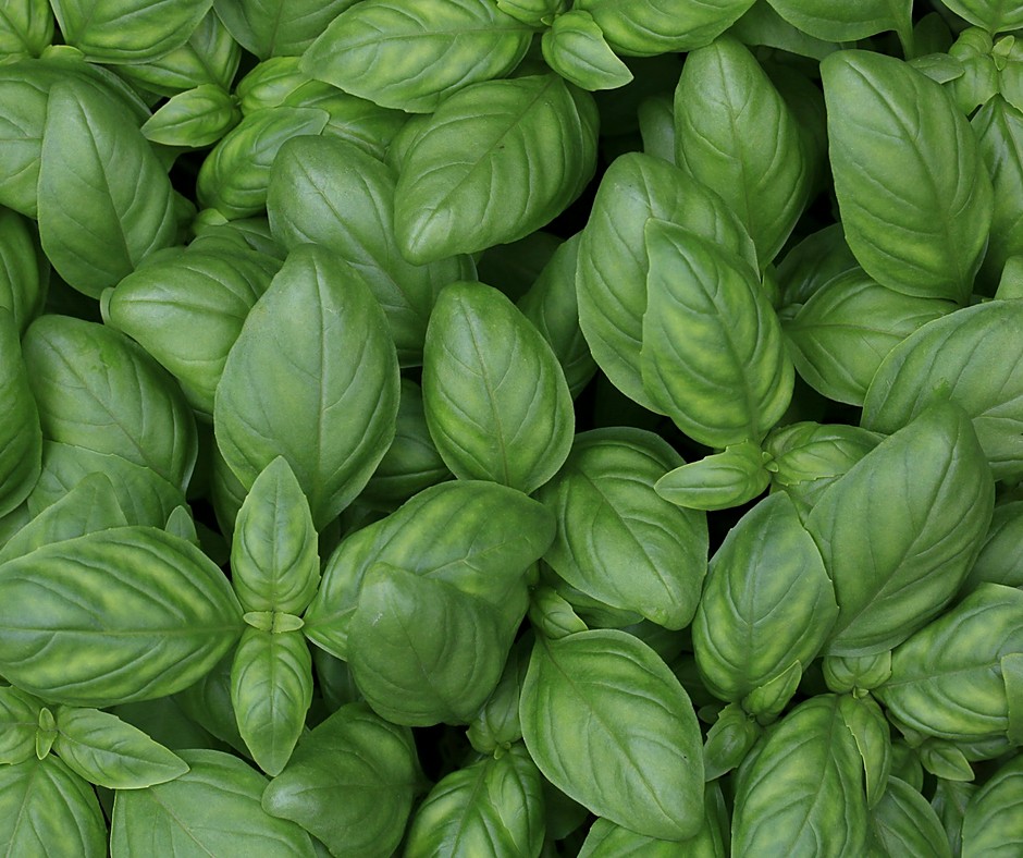 Basil
