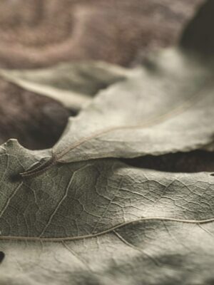 Potion Herb Bags · Bay leaf (one leaf)