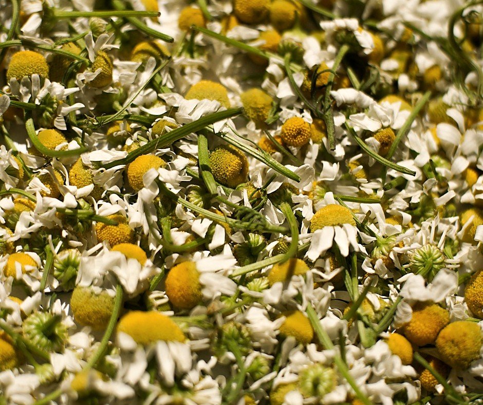 Chamomile