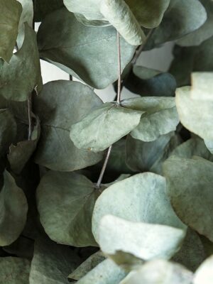 Potion Herb Bags · Eucalyptus