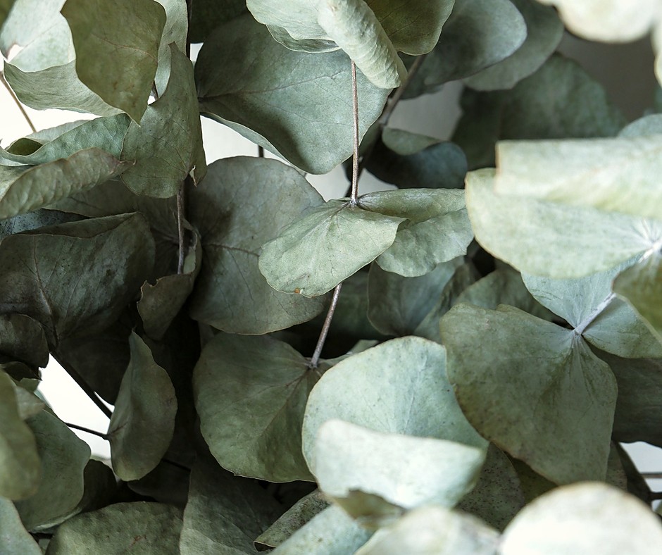 Eucalyptus