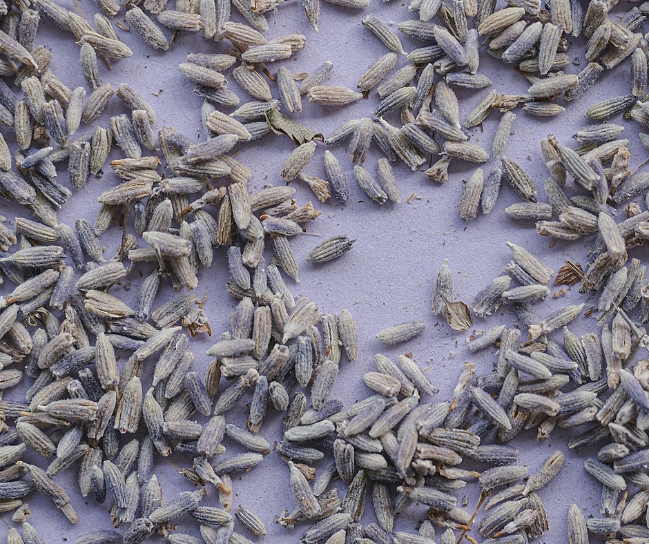 Lavender