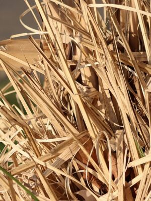 Potion Herb Bags · Lemongrass