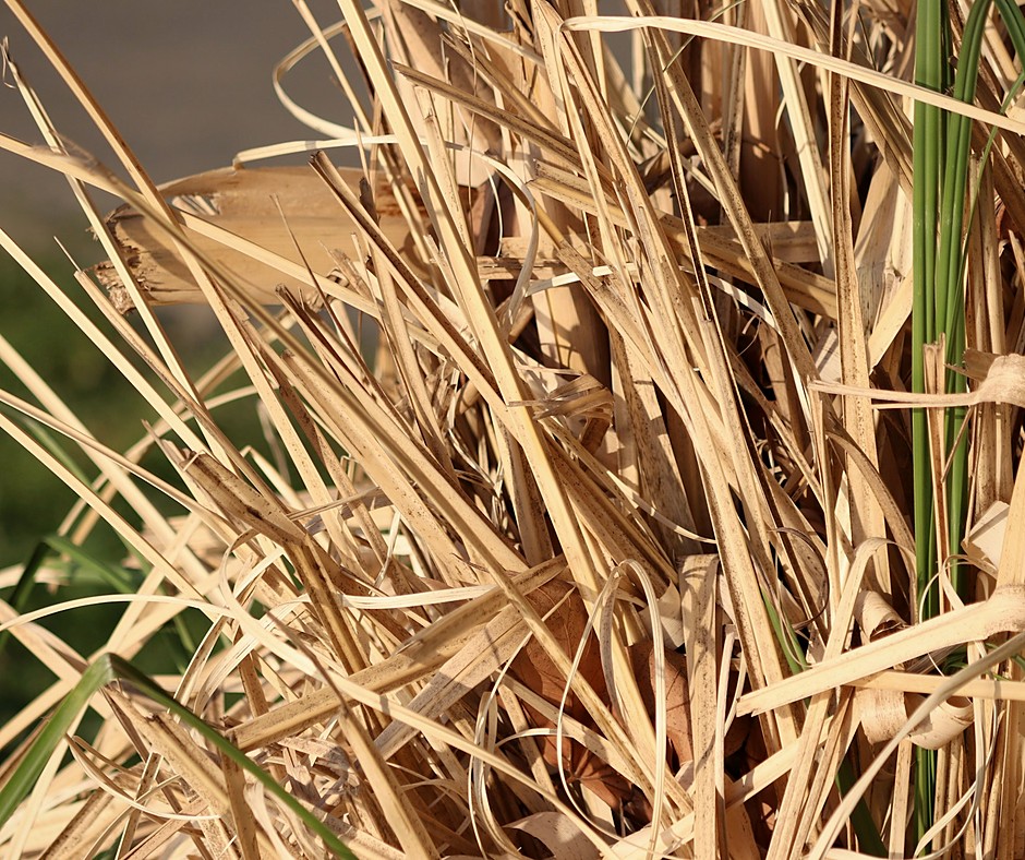 Lemongrass