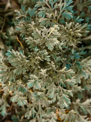 Potion Herb Bags · Mugwort