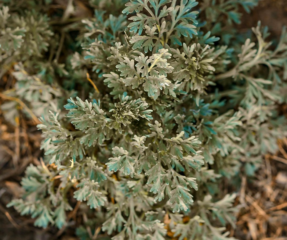 Mugwort