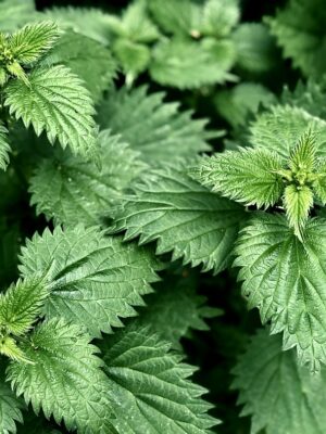 Potion Herb Bags · Nettle