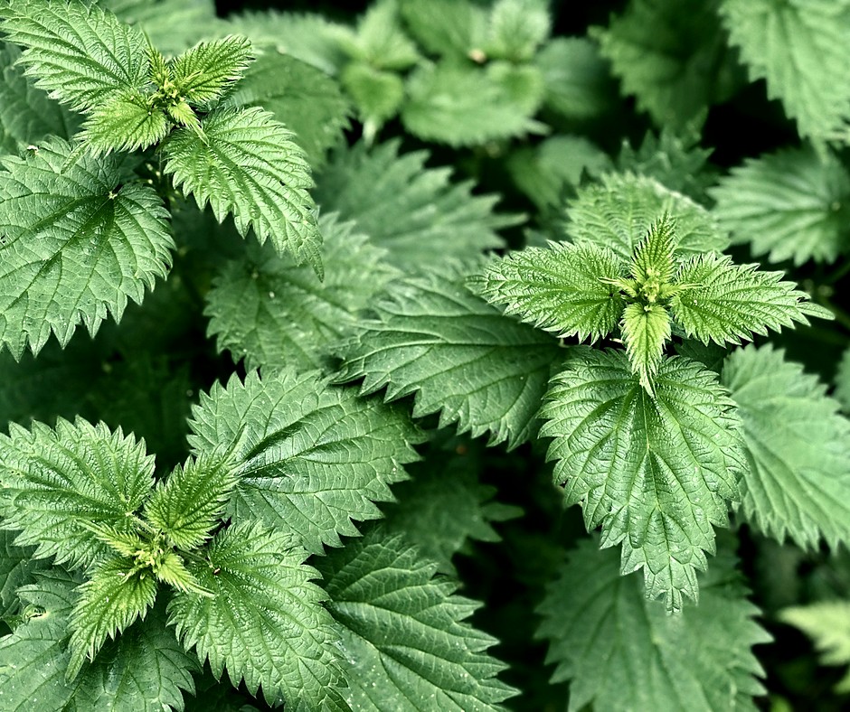 Nettle