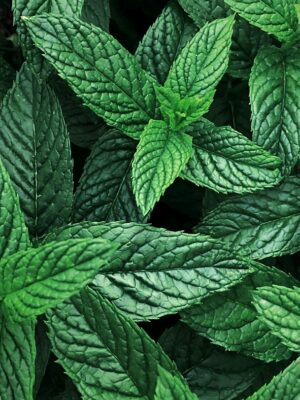 Potion Herb Bags · Peppermint