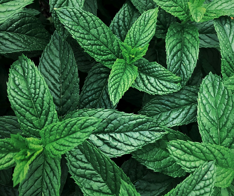 Peppermint