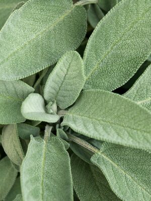 Potion Herb Bags · Sage