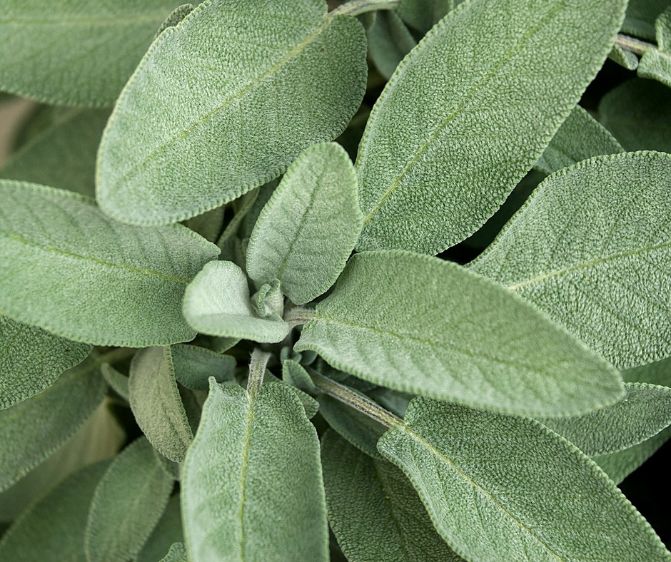 Sage