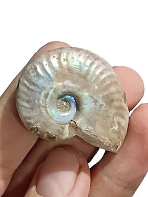 Whole Ammonite, opal coating