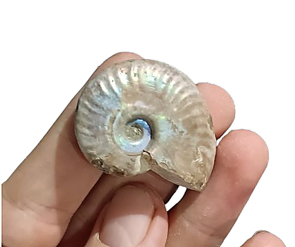 Whole Ammonite, opal coating