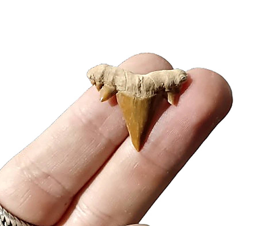 Mini Shark Tooth